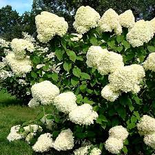 Hydrangea arborescens Annabelle kopen Kalmthout